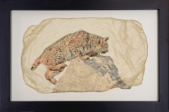 Bobcat