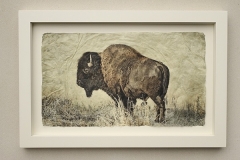 Bison