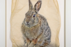 Cottontail