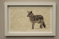 Coyote 1