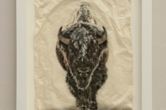 Snow Bison